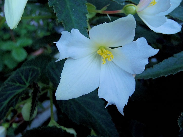 B. ‘Sparkle White’